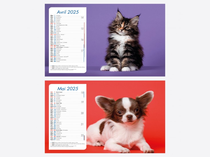 Calendrier Chiens-Chats