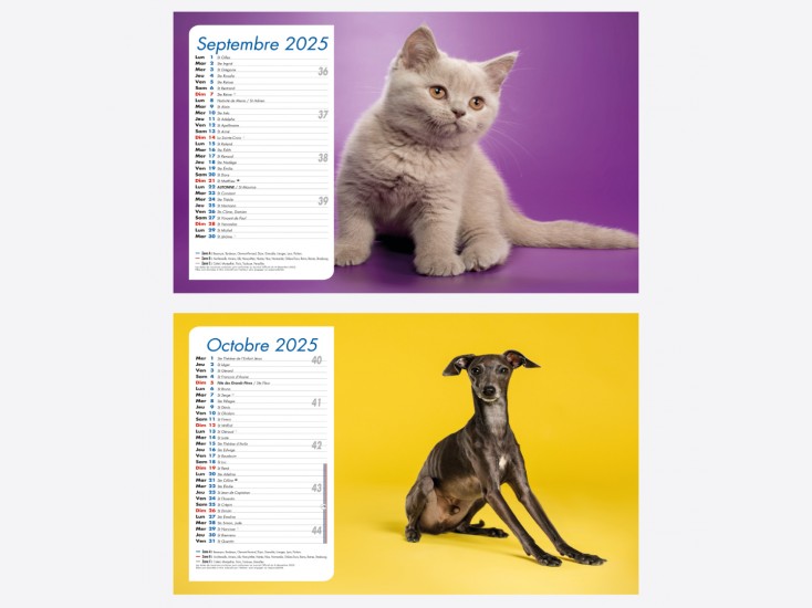 Calendrier Chiens-Chats